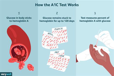 All About the Hemoglobin A1C Test .